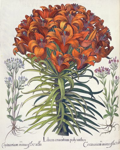 Lilie und Tausendgüldenkraut: 1. Lilium cruentum polyanthos; 2. Centaurium minus flore rubro; 3. Centaurium minus flore albo, aus dem Hortus Eystettensis von Basil Besler, veröffentlicht 1613 von German School
