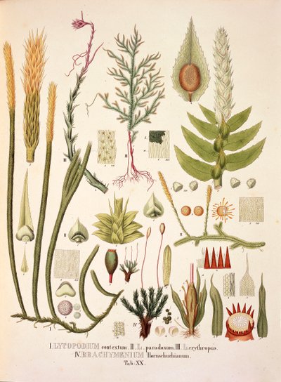 Lycopodium und Brachymenium, Tafel XX aus 