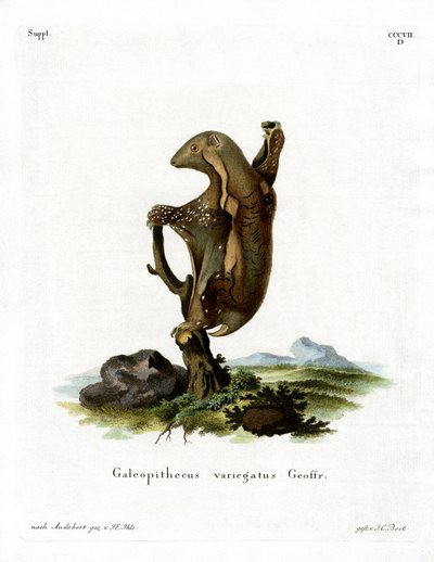 Malaiischer Flughund von German School