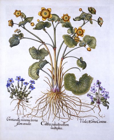 Sumpfdotterblume, Märzveilchen und Frühlingsenzian, aus Hortus Eystettensis, von Basil Besler, 1613 von German School