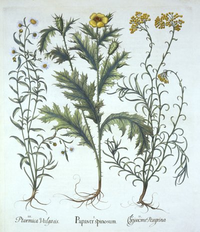 Mexikanischer Mohn, Strand-Strohblume und Nieswurz, aus Hortus Eystettensis, von Basil Besler, veröffentlicht 1613 von German School