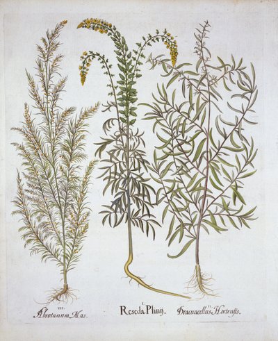 Reseda, Eberraute und Estragon, aus Hortus Eystettensis, von Basil Besler, veröffentlicht 1613 von German School