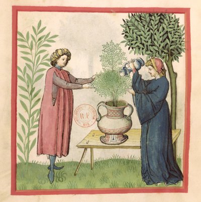 Majoran, aus Tacuinum Sanitatis von German School