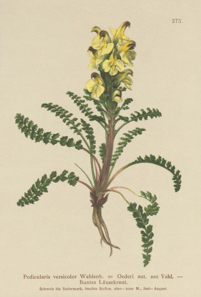 Oeders Läusekraut (Pedicularis versicolor, Pedicularis Oederi) von German School