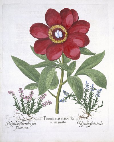 Pfingstrose und zwei Polygalen, aus Hortus Eystettensis von Basil Besler (1561-1629), veröffentlicht 1613 von German School