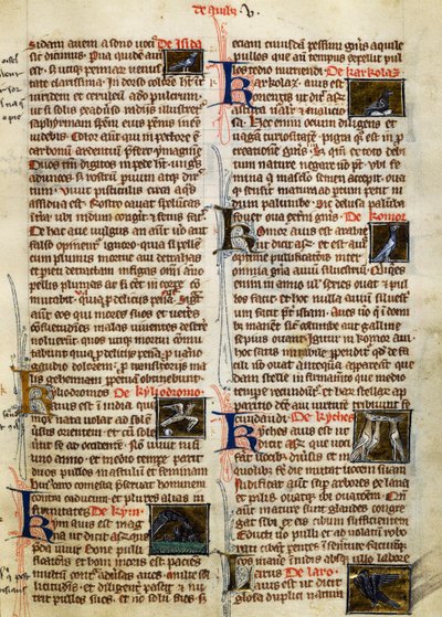 Seite aus De Natura Rerum über Vögel, von Albertus Magnus (ca. 1200-1280) von German School