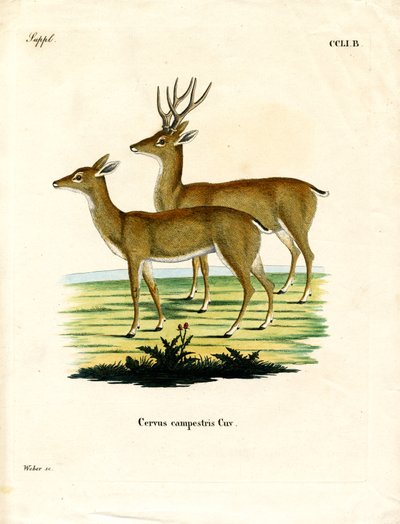 Pampas-Reh von German School