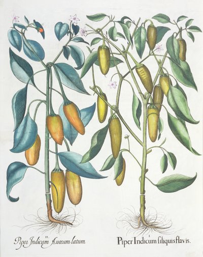 Pfeffer: 1. Piper Indicum filiquis flavis; 2. Piper Indicum aureum latum, aus dem Hortus Eystettensis von Basil Besler, veröffentlicht 1613 von German School