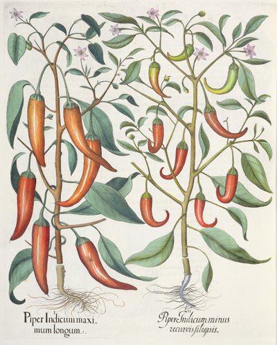 Pfeffer: 1. Piper Indicum maximum longum; 2. Piper Indicum minus recurvis filiquis, aus dem Hortus Eystettensis von Basil Besler, veröffentlicht 1613 von German School