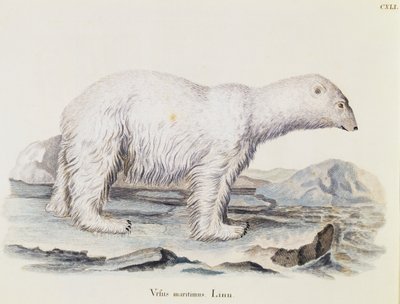 Eisbär (Ursus maritimus), aus Säugetiere aus der Natur illustriert mit Beschreibungen, von Johann Christian Daniel von Schreber, Gravur von IC Bock nach einer Zeichnung von Marechal, Band 3, Tafel 141 von German School