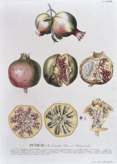 Granatapfel, graviert von Johann Jakob Haid (1704-67) Tafel 72 aus einem botanischen Buch, veröffentlicht von Augustus Vind von German School