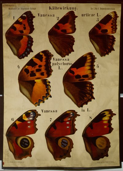 Poster, das die Wirkung der Temperatur auf verschiedene Schmetterlingsarten zeigt von German School