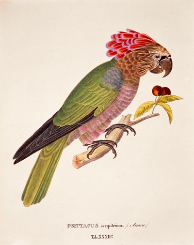 Psittacus Accipitrinus, Tafel XXXII aus 