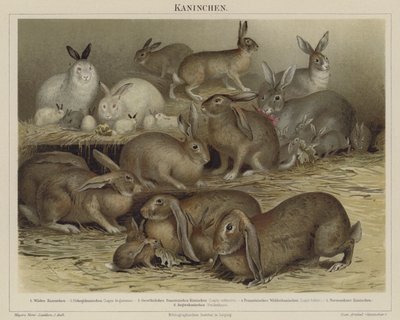 Kaninchen von German School