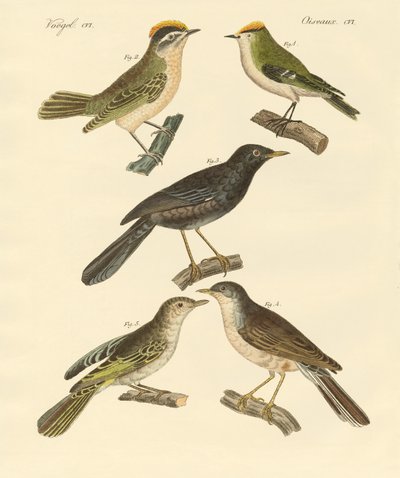 Seltene und schöne europäische und deutsche Vögel von German School