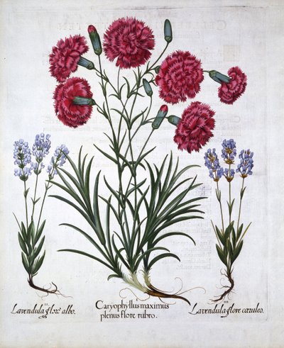 Rote Nelke und Lavendel, aus Hortus Eystettensis, von Basil Besler, veröffentlicht 1613 von German School