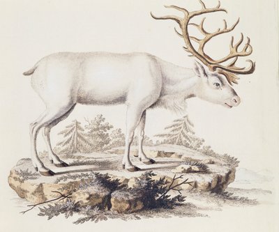 Rentier (Cervus tarandus), aus Säugetiere aus der Natur illustriert mit Beschreibungen, von Johann Christian Daniel von Schreber (1739-1810), Stich von I Nufsbiegel, Band 5, Tafel 248-C, Deutschland von German School