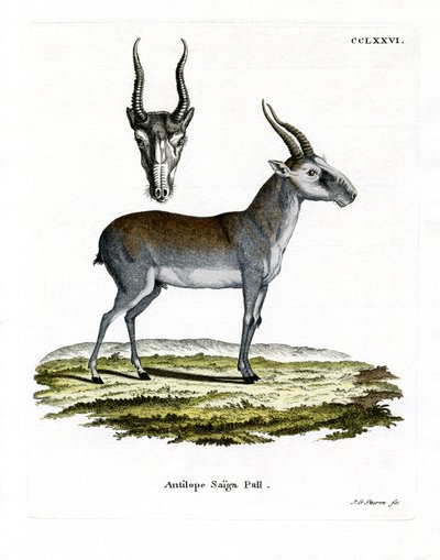 Saiga von German School