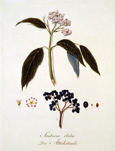 Sambucus Ebulus, aus 
