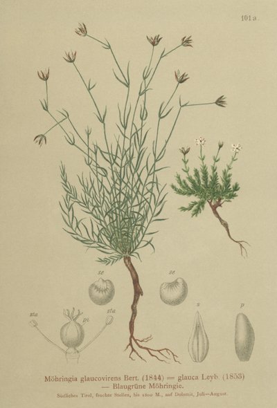 Sandkraut von German School
