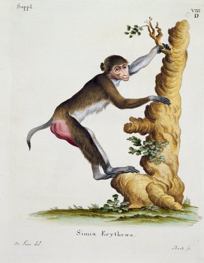 Simia erythraea, aus Säugetiere aus der Natur illustriert mit Beschreibungen, von Johann Christian Daniel von Schreber (1739-1810), Gravur von IC Bock nach einer Zeichnung von De Seve von German School