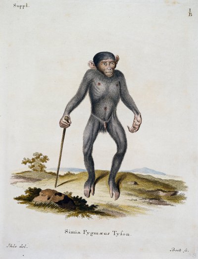 Simia pygmaeus, aus Säugetiere aus der Natur illustriert mit Beschreibungen, von Johann Christian Daniel von Schreber, Gravur von IC Bock von German School