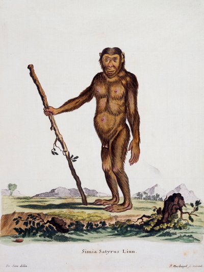 Simia satyrus, aus Säugetiere aus der Natur illustriert mit Beschreibungen, von Johann Christian Daniel von Schreber, Gravur von I Nusbiegel nach einer Zeichnung von De Seve von German School