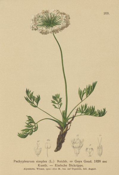 Kleine Alpen-Bärwurz (Pachypleurum mutellinoides, Pachypleurum simplex, Neogaya simplex, Gaya simplex, Ligusticum simplex) von German School