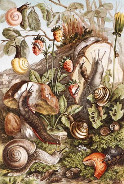 Schnecken, Platte aus 