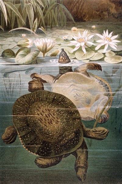 Weichschildkröte, Tafel aus Brehms Tierleben: Allgemeine Kunde des Tierreichs, Bd. 7, S. 621, veröffentlicht vom Bibliographischen Institut, 1892 von German School