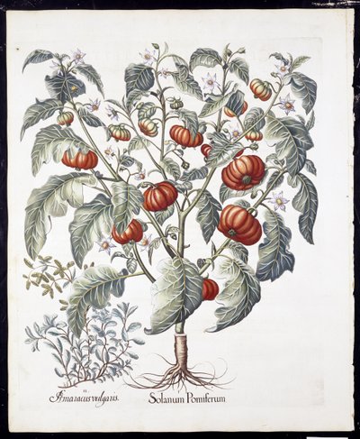 Solanum Pomiferum aus Hortus Eystettensis von Basil Besler (1561-1629), veröffentlicht 1613 von German School