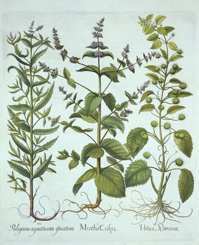 Grüne Minze, Römische Brennnessel und Langblättrige Rossminze, aus Hortus Eystettensis, von Basil Besler (1561-1629), veröffentlicht 1613 von German School