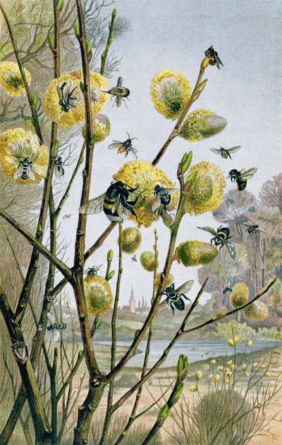 Frühling in der Insektenwelt, Tafel aus Brehms Tierleben: Allgemeine Kunde des Tierreichs, Bd.9, S.216, veröffentlicht vom Bibliographischen Institut, 1892 von German School
