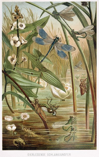 Entwicklungsstadien einer Libelle, aus Brehms Tierleben, veröffentlicht 1860er Jahre von German School