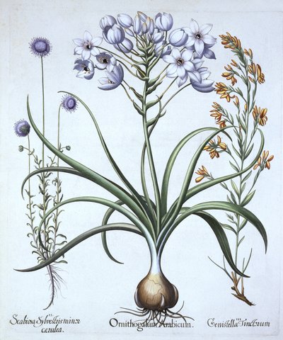 Stern von Bethlehem, mit Blaublütigem Schafskraut und Färber-Ginster, aus Hortus Eystettensis, von Basil Besler (1561-1629), veröffentlicht 1613 von German School