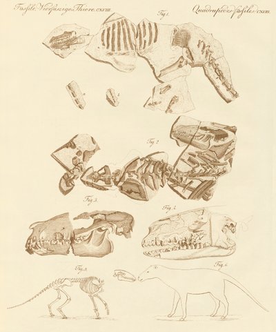 Seltsame Fossilien von vierfüßigen Tieren von German School