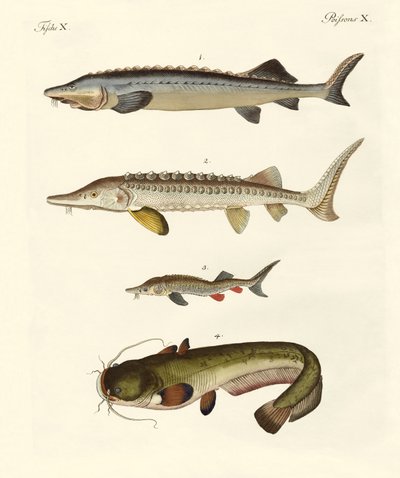 Seltsame Flussfische von German School