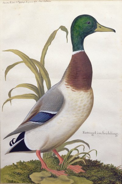 Studie einer Stockente, um 1790 von German School