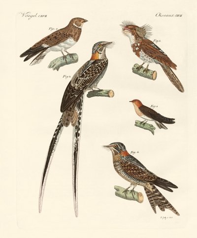 Schwalbenähnliche Vögel von German School