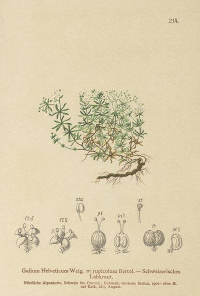 Schweizer Labkraut (Galium helveticum, Galium rupicolum, Galium megalospermum) von German School