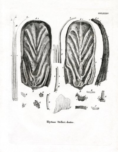 Zähne der Stellerschen Seekuh von German School