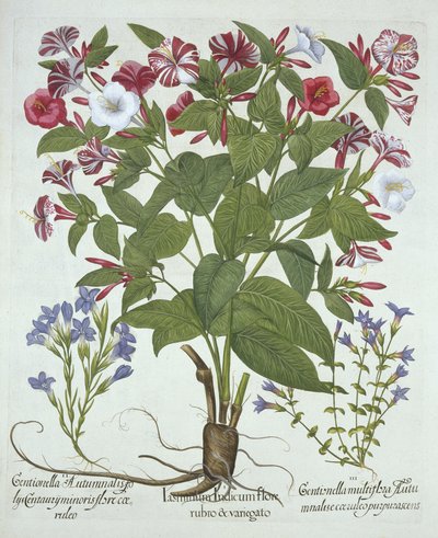 Wunder von Peru und zwei Arten von Enzian, aus Hortus Eystettensis, von Basil Besler (1561-1629), veröffentlicht 1613 von German School