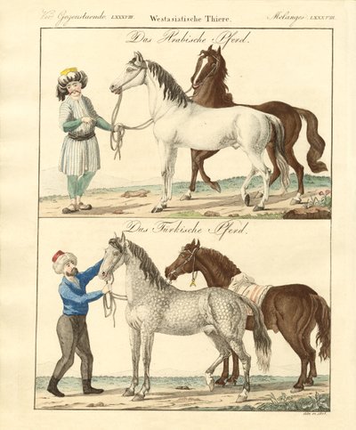 Das Pferd mit seinen verschiedenen Arten von German School