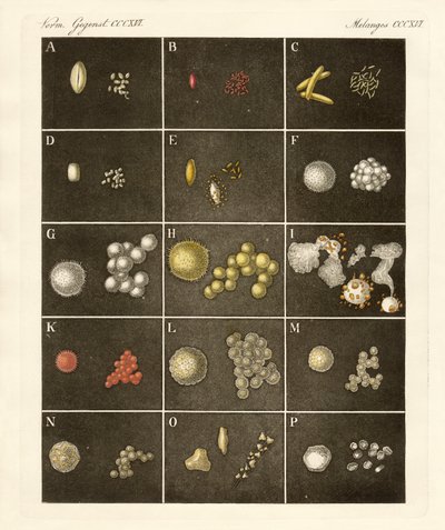 Der Pollen oder Blütenstaub der Pflanzen von German School