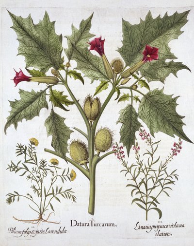 Stechapfel, Gamander und Purpur-Leinkraut, aus Hortus Eystettensis, von Basil Besler, veröffentlicht 1613 von German School