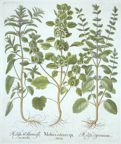 Drei Arten von Melisse, aus Hortus Eystettensis, von Basil Besler (1561-1629), veröffentlicht 1613 von German School