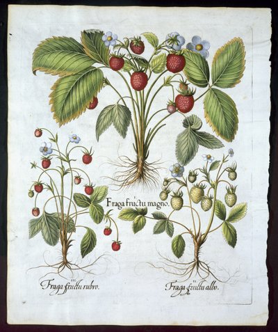 Drei Erdbeersorten, Tafel 116, aus Hortus Eystettensis von Basil Besler (1561-1629), veröffentlicht 1613 von German School