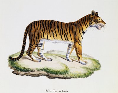 Tiger (Felis tigris), aus 