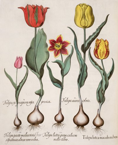 Tulpen: 1. Tulipa lutea maculis rubens; 2. Tulipa aurei coloris; 3. Tulipa lutea prope calicem radis rubro; 4. Tulipa parte media viridibus signaturis, altera vero rubia; 5. Tulipa cx purpura rosea persica von German School