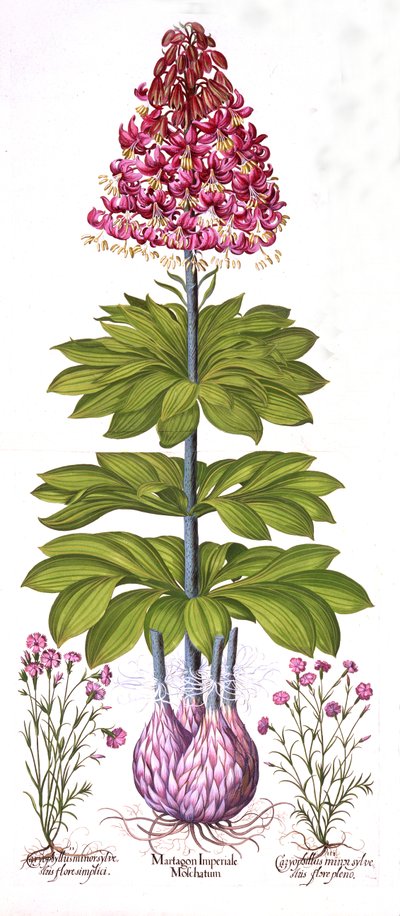 Türkenbundlilie und Dianthus, aus Hortus Eystettensis, von Basil Besler, veröffentlicht 1613 von German School